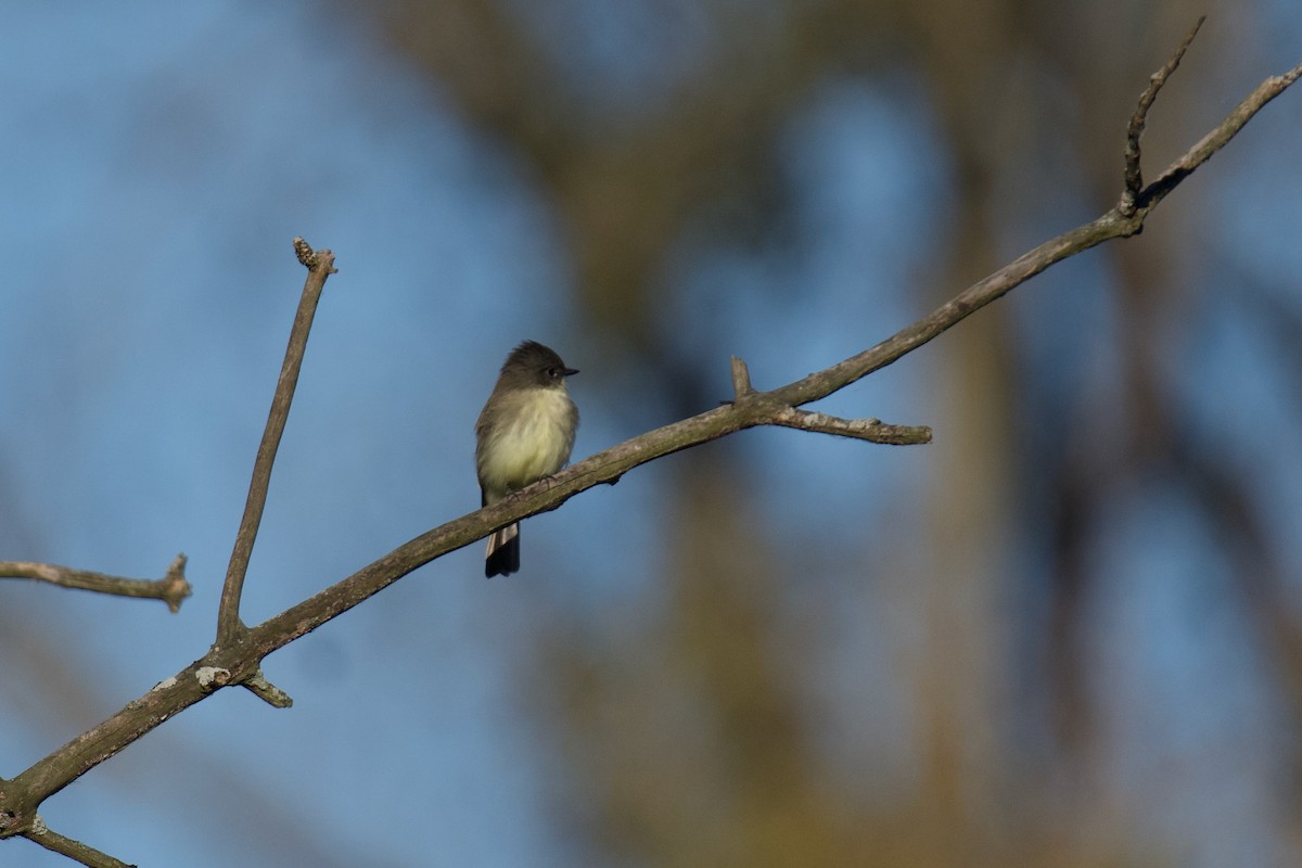 Eastern Phoebe - ML643451970