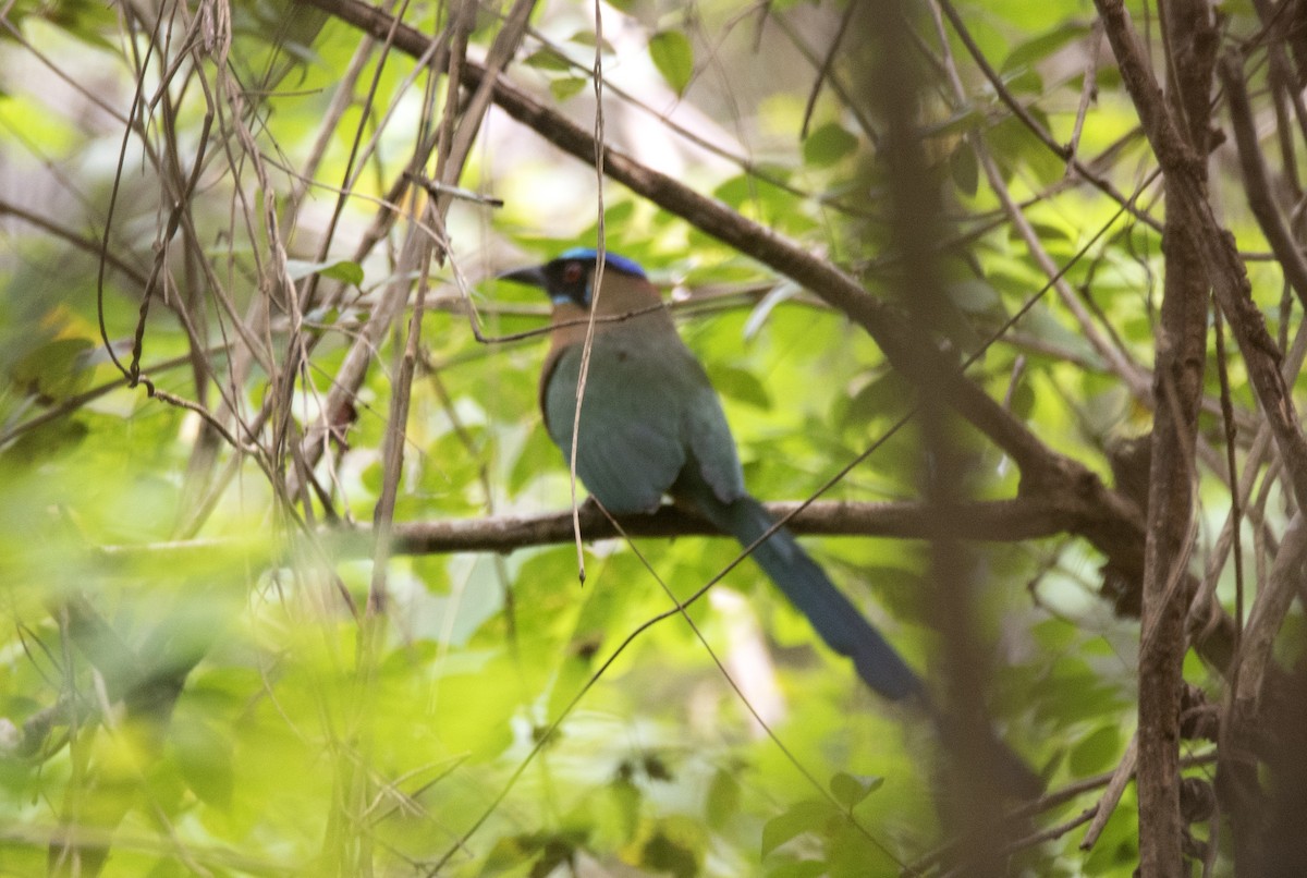 Amazonian Motmot - ML643451976