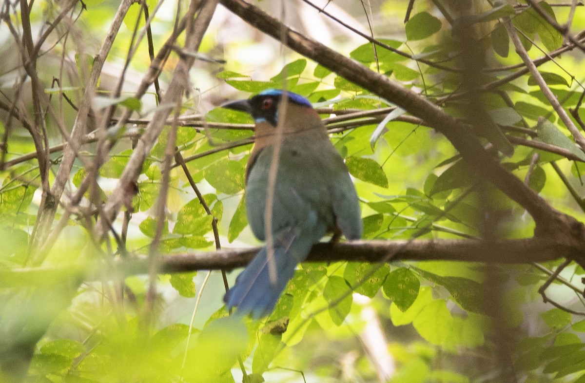 Amazonian Motmot - ML643451977