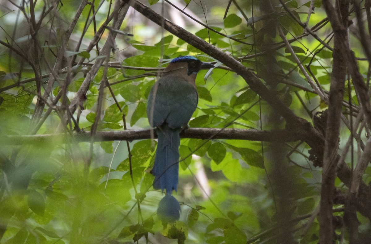 Amazonian Motmot - ML643451978