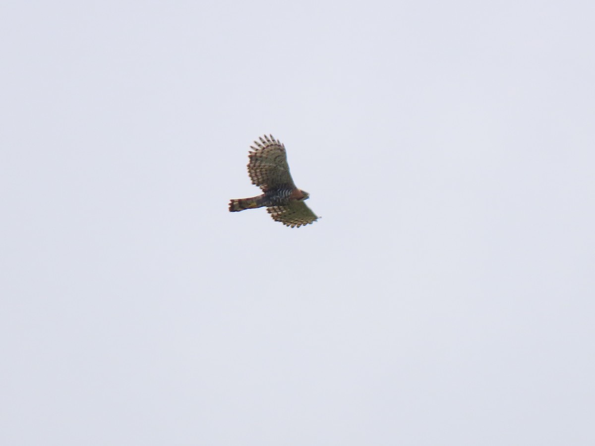 Ornate Hawk-Eagle - ML643451990