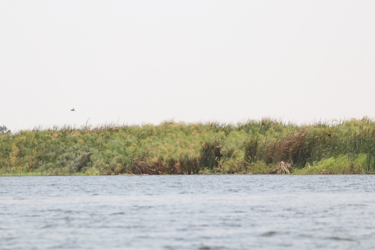African Marsh Harrier - ML643451996