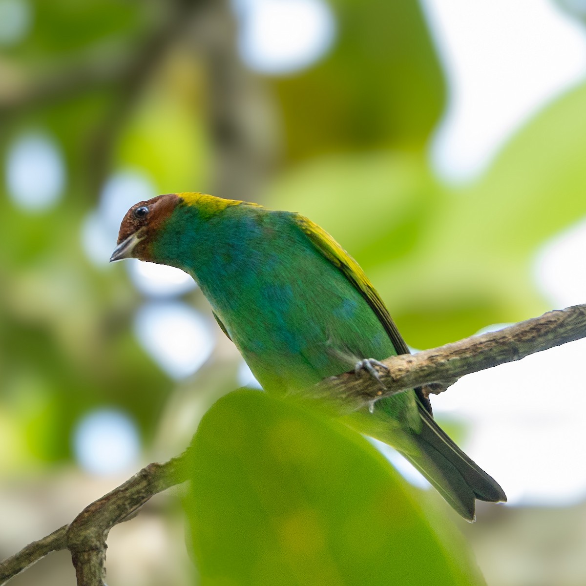 Bay-headed Tanager - ML643452002