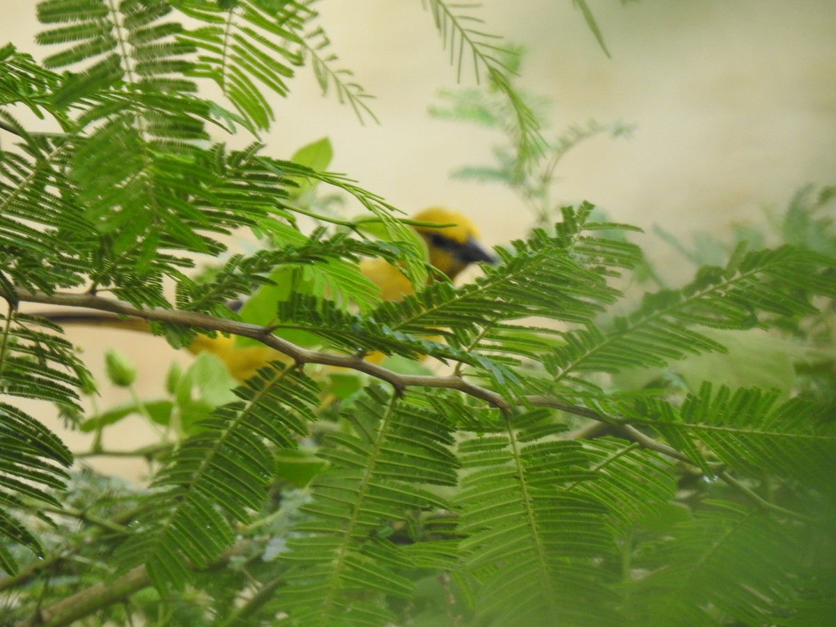 Yellow Oriole - ML643452010