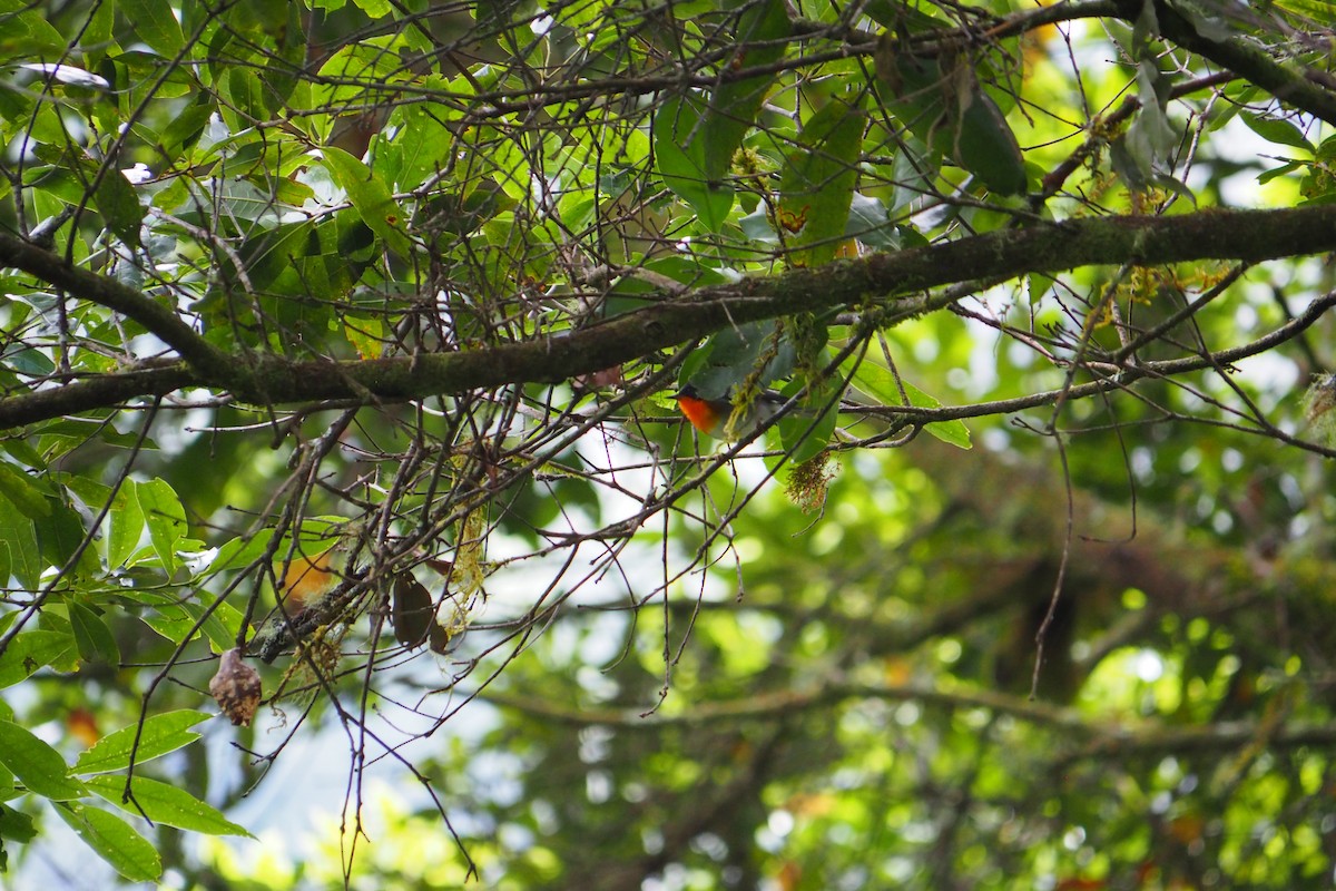 Flame-throated Warbler - ML643452021