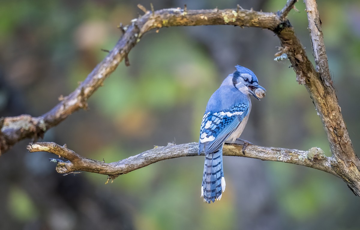 Blue Jay - ML643452023