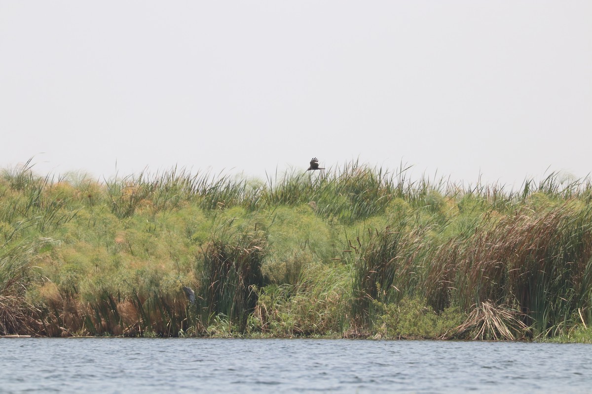 African Marsh Harrier - ML643452026