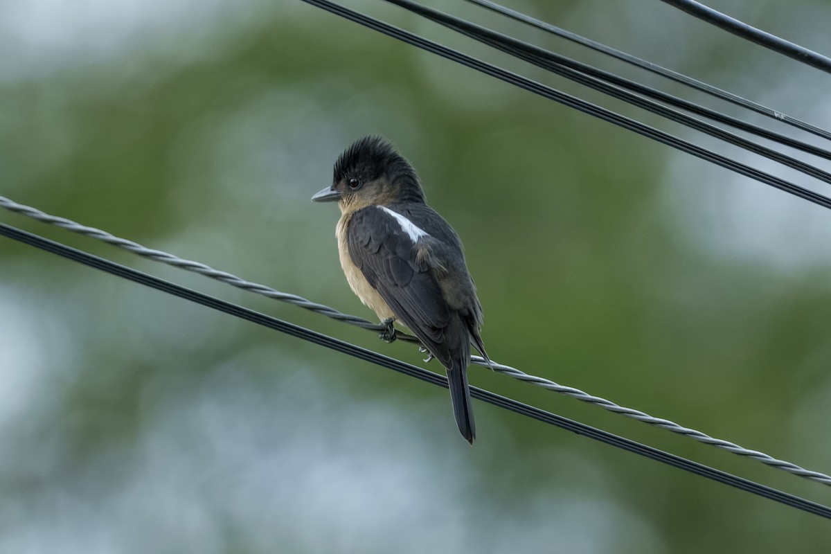 Crested Becard - ML643452027