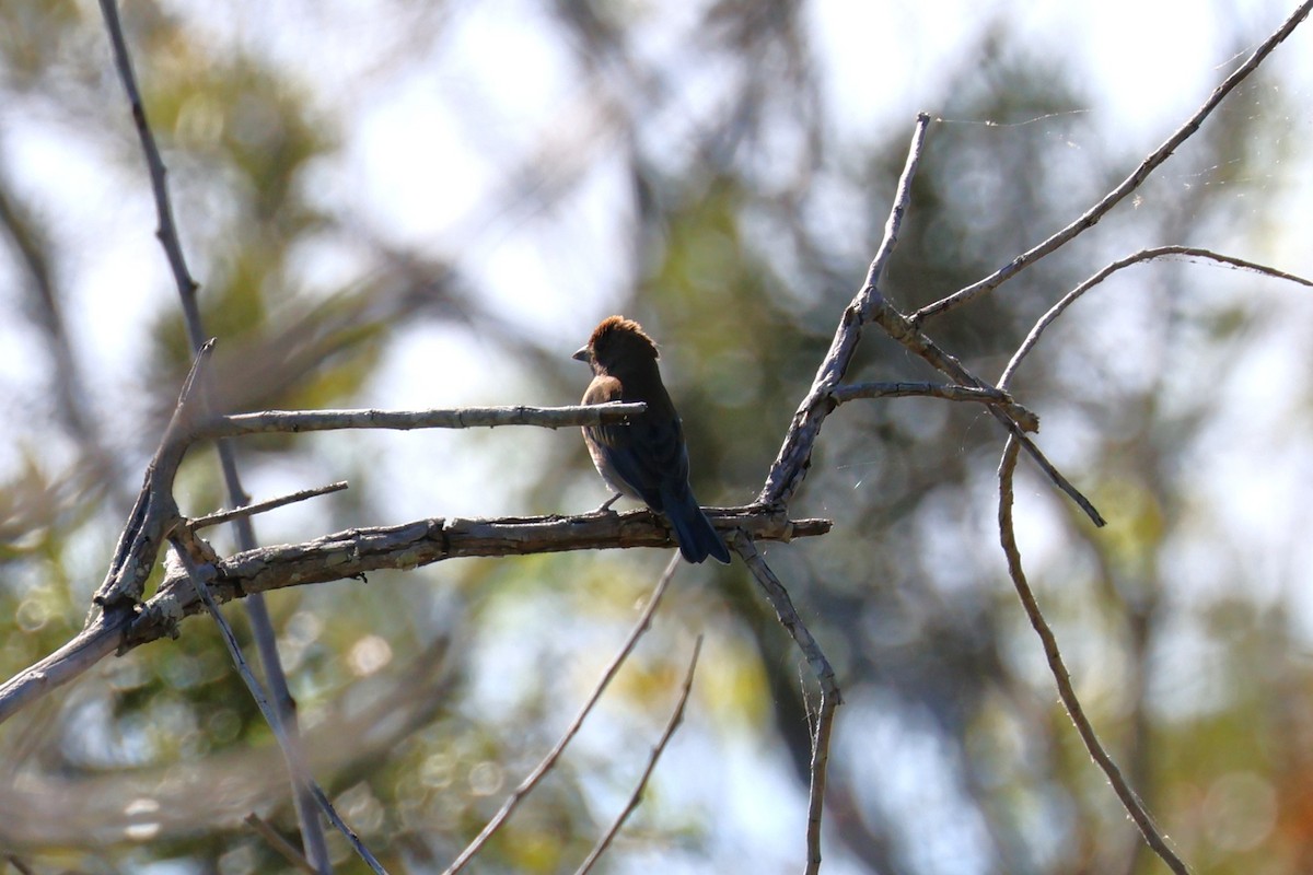 Indigo Bunting - ML643452033