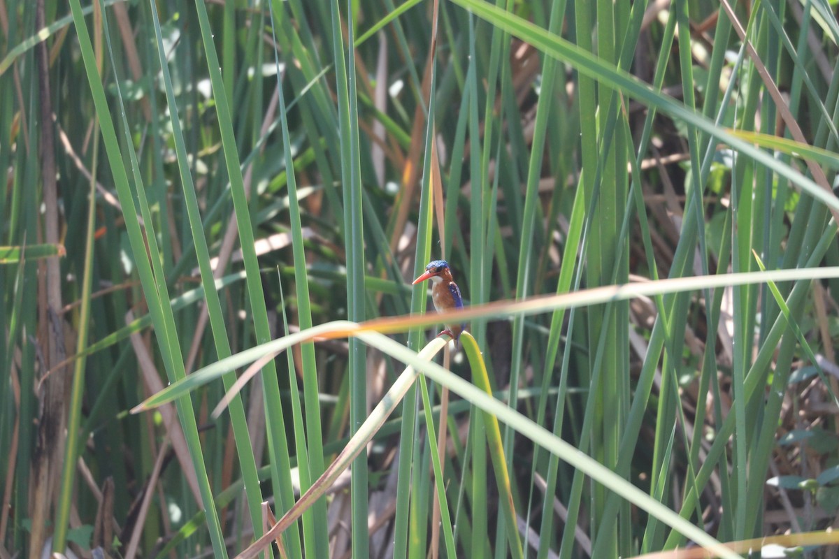 Malachite Kingfisher - ML643452057