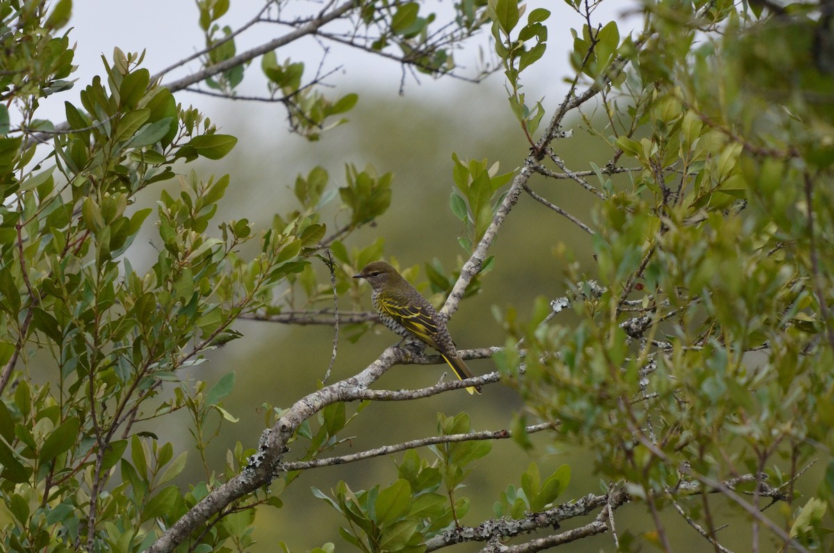 Black Cuckooshrike - ML643452062