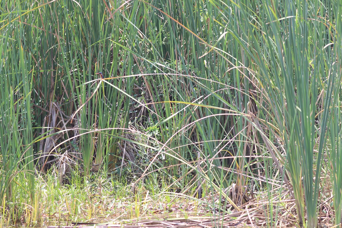 Malachite Kingfisher - ML643452070