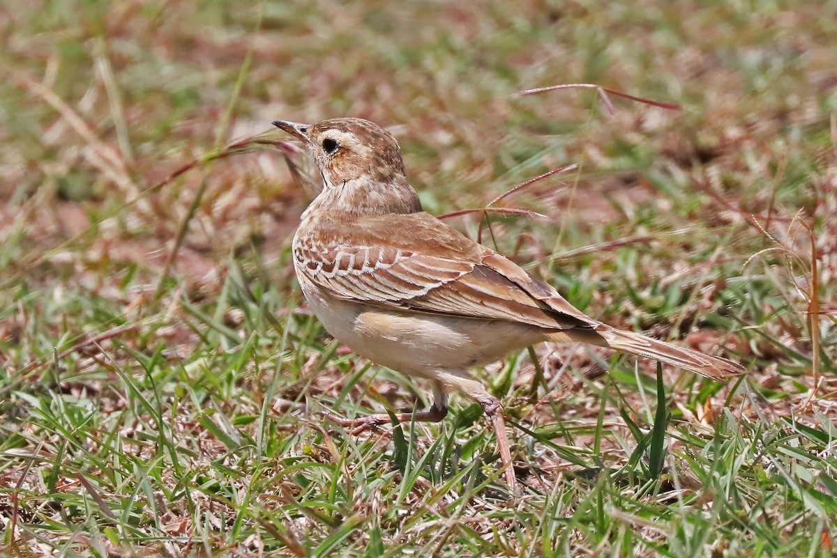 Plain-backed Pipit - ML643452084