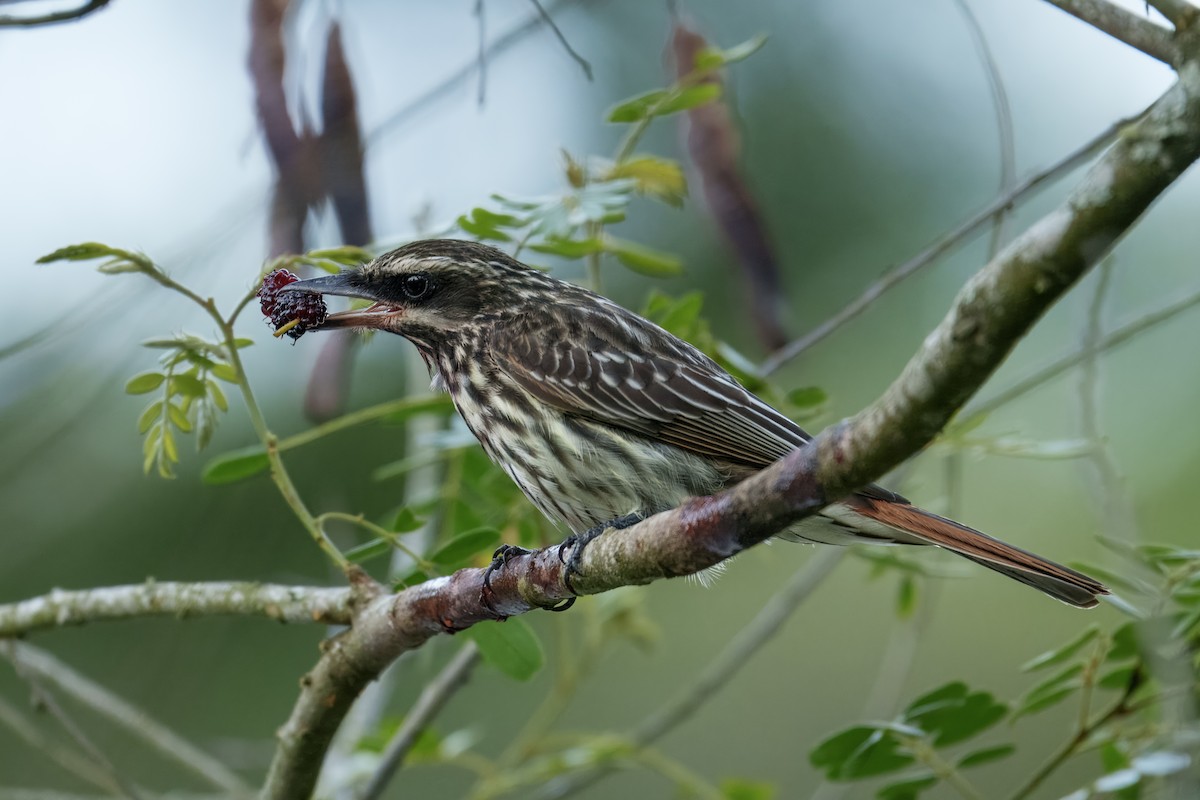 Streaked Flycatcher - ML643452085