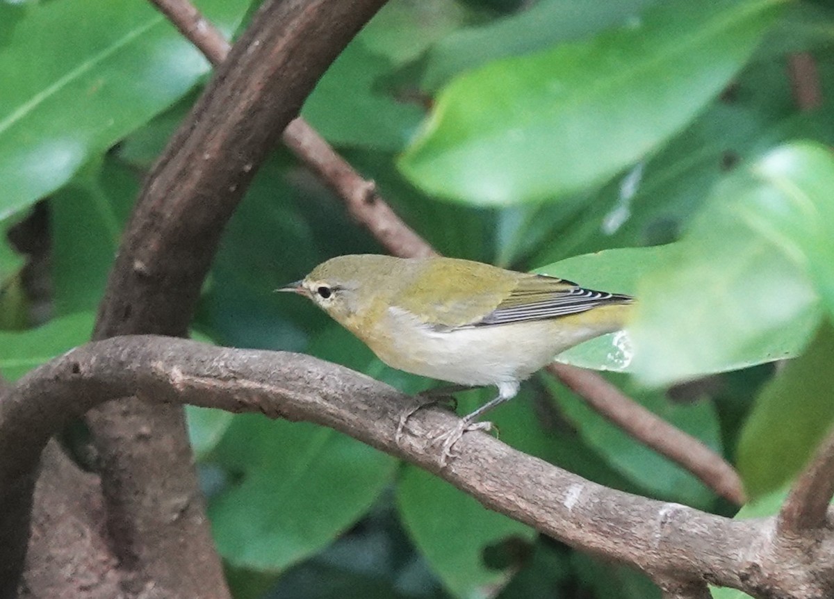 Tennessee Warbler - ML643452086