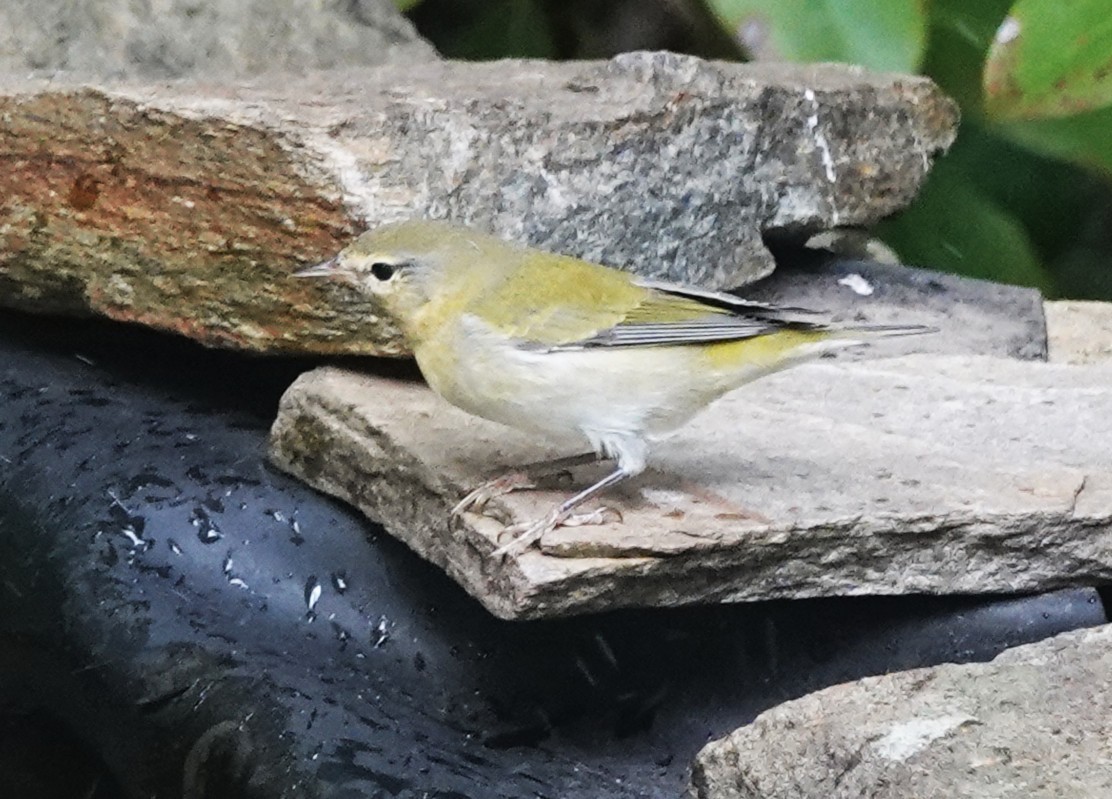 Tennessee Warbler - ML643452087