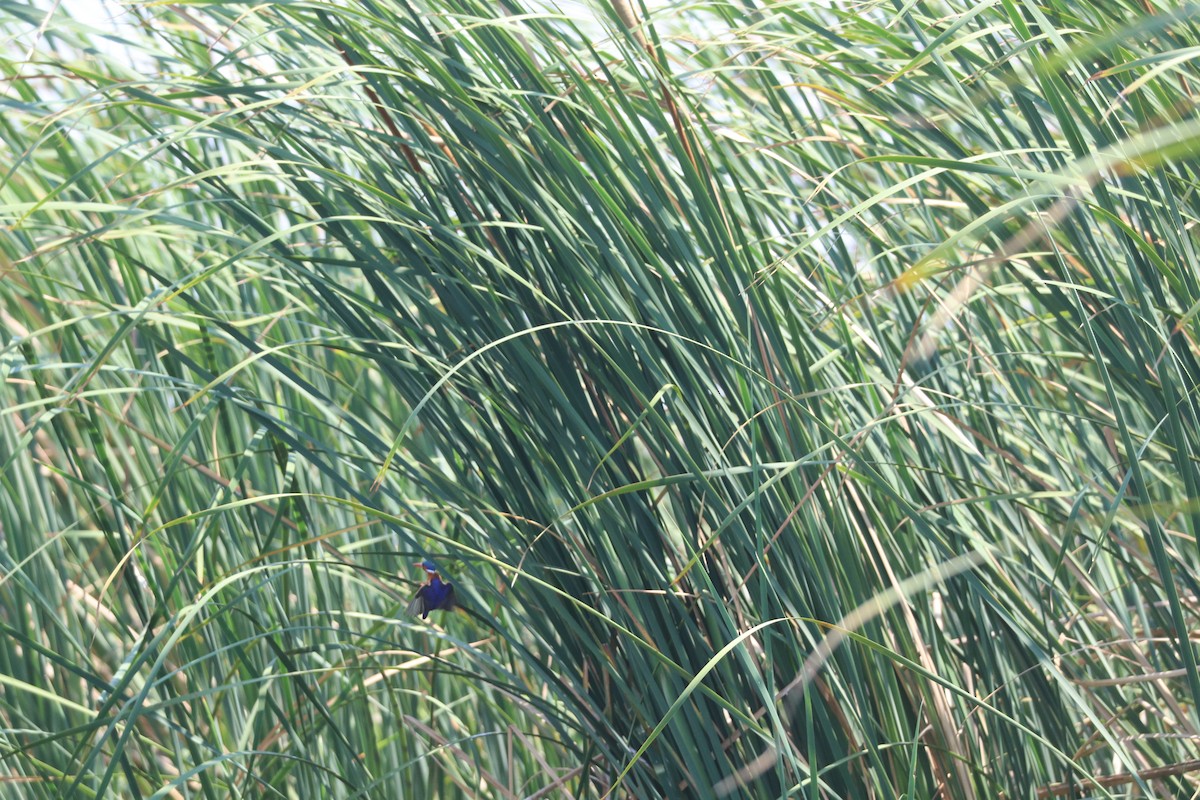 Malachite Kingfisher - ML643452088