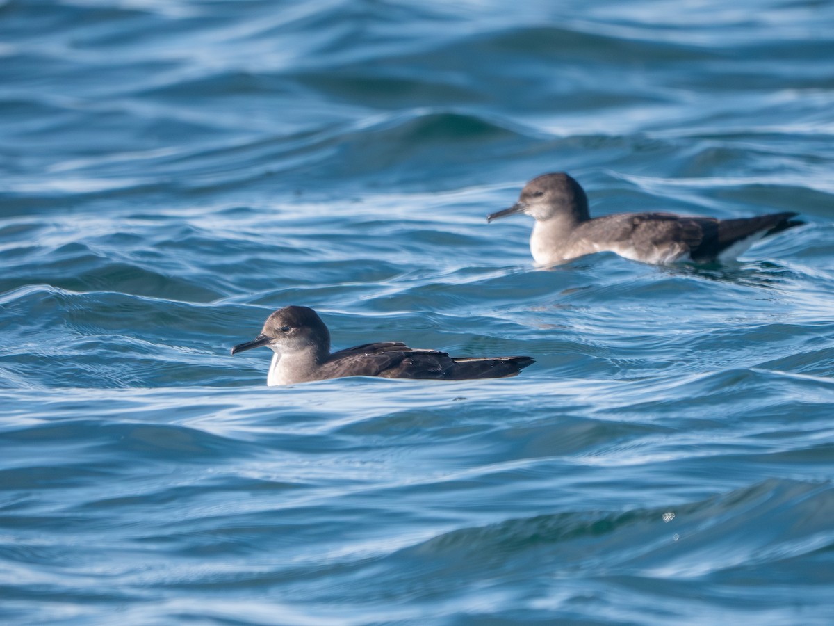 Huttonsturmtaucher - ML643452089