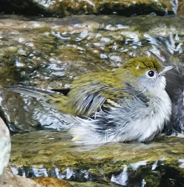 Chestnut-sided Warbler - ML643452098