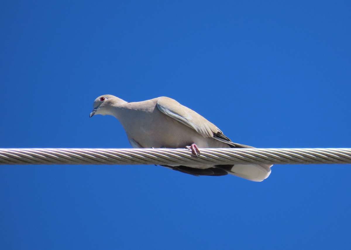 Eurasian Collared-Dove - ML643452101