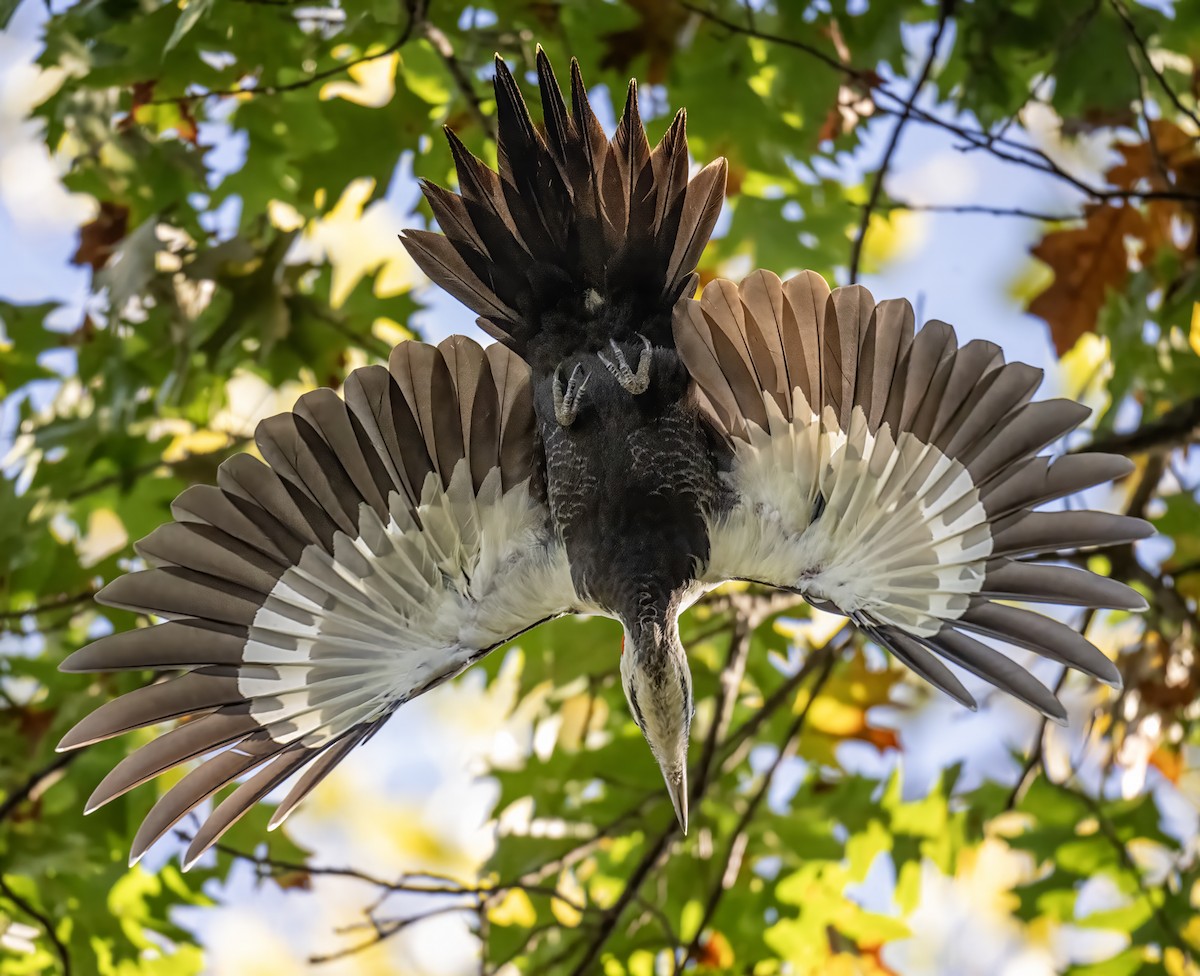 Pileated Woodpecker - ML643452110