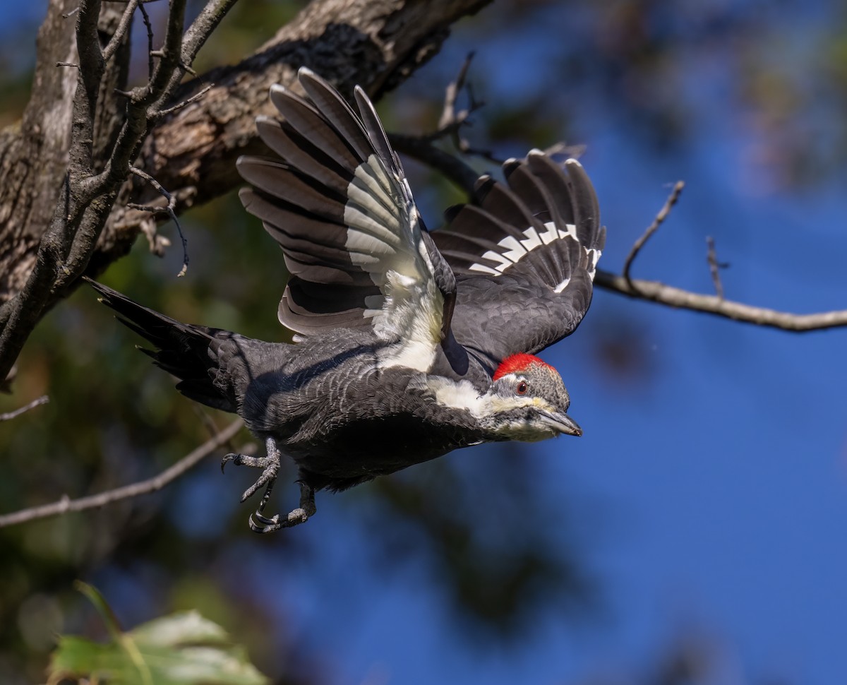 Pileated Woodpecker - ML643452111