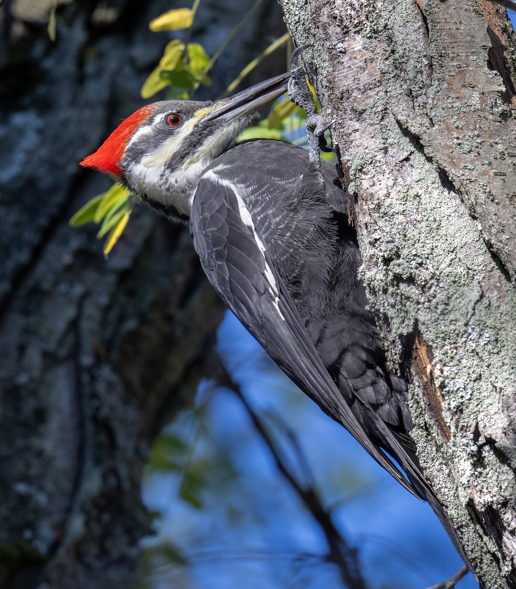 Pileated Woodpecker - ML643452112