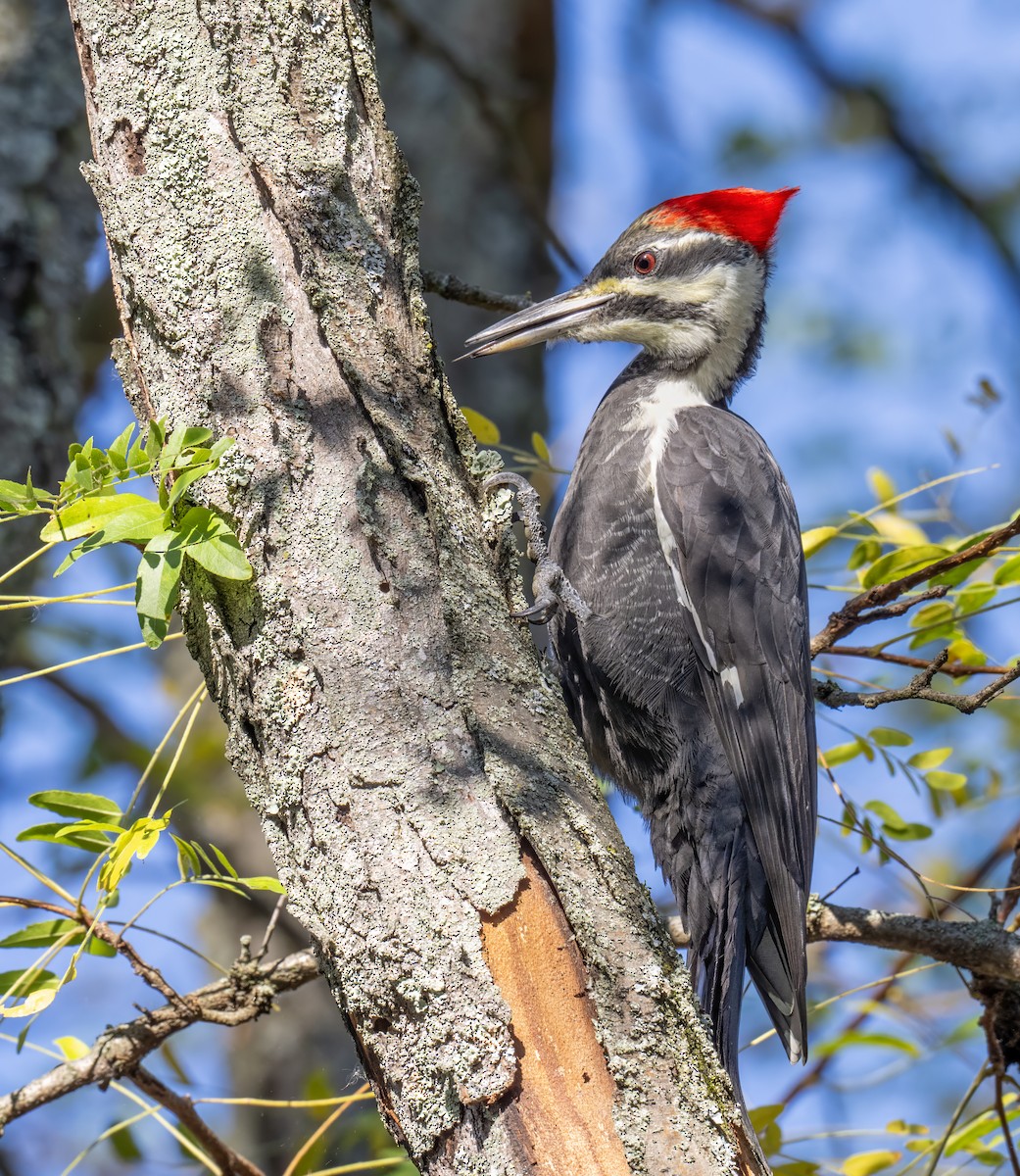 Pileated Woodpecker - ML643452113