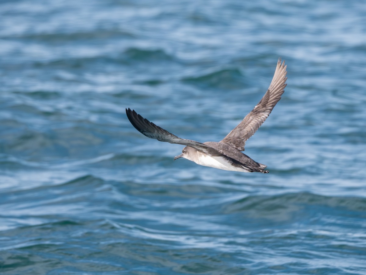 Huttonsturmtaucher - ML643452114