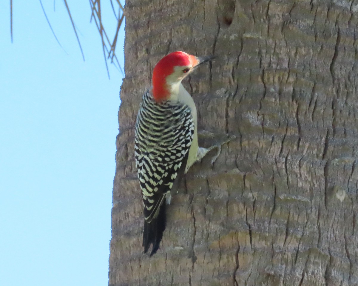 Red-bellied Woodpecker - ML643452117
