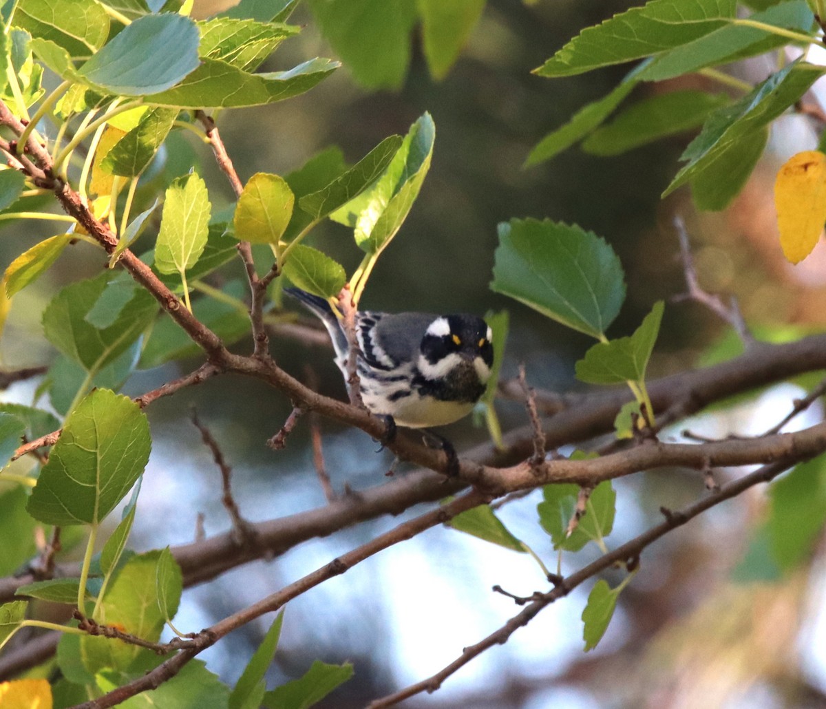Black-throated Gray Warbler - ML643452119