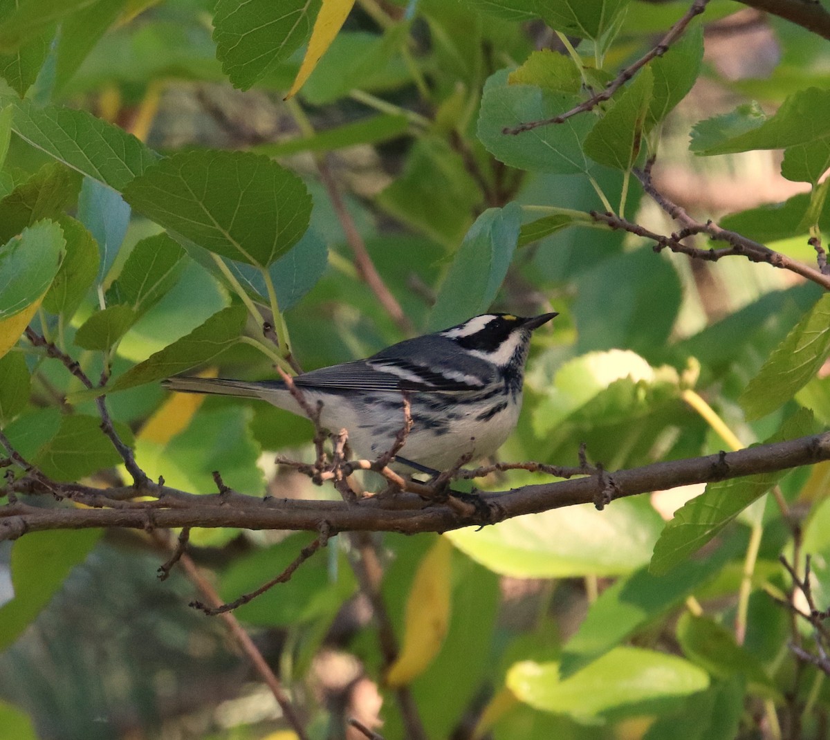 Black-throated Gray Warbler - ML643452120