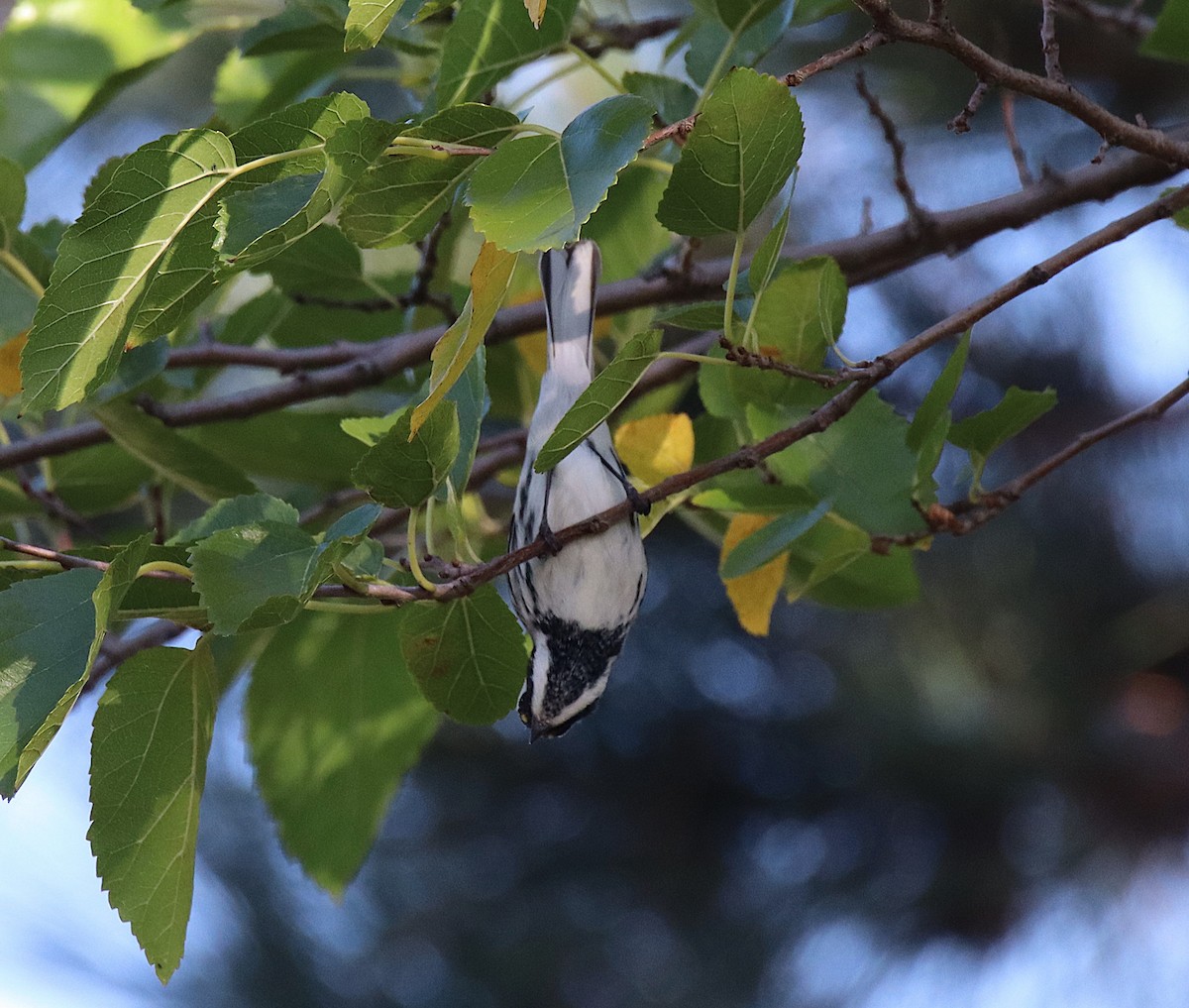 Black-throated Gray Warbler - ML643452121