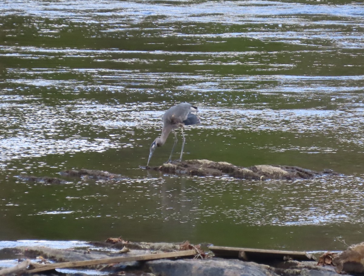 Great Blue Heron - ML643452122