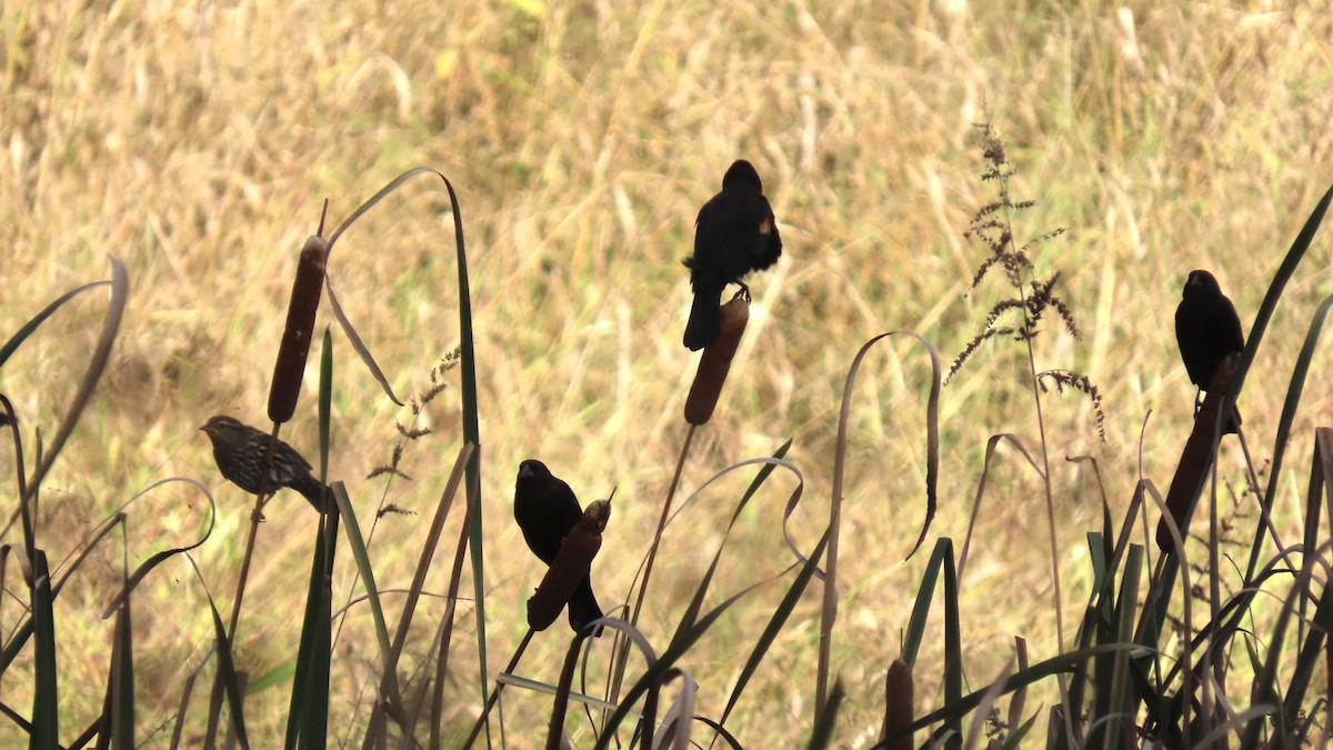 Red-winged Blackbird - ML643452134