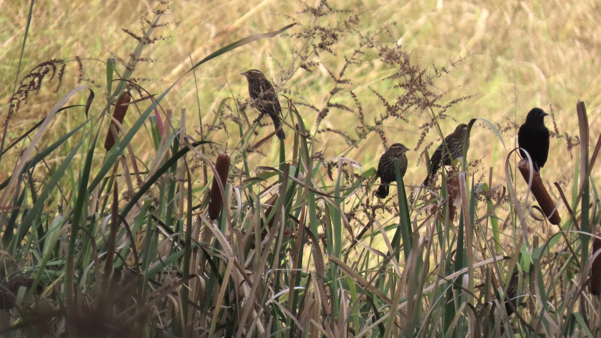 Red-winged Blackbird - ML643452135