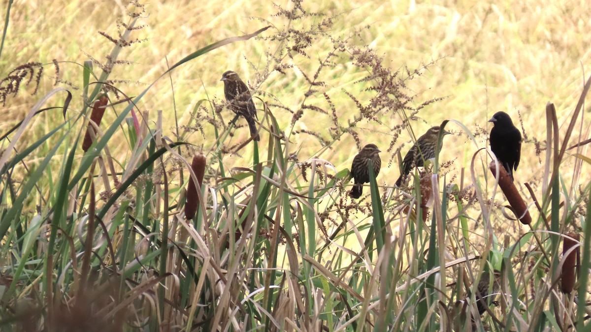 Red-winged Blackbird - ML643452137