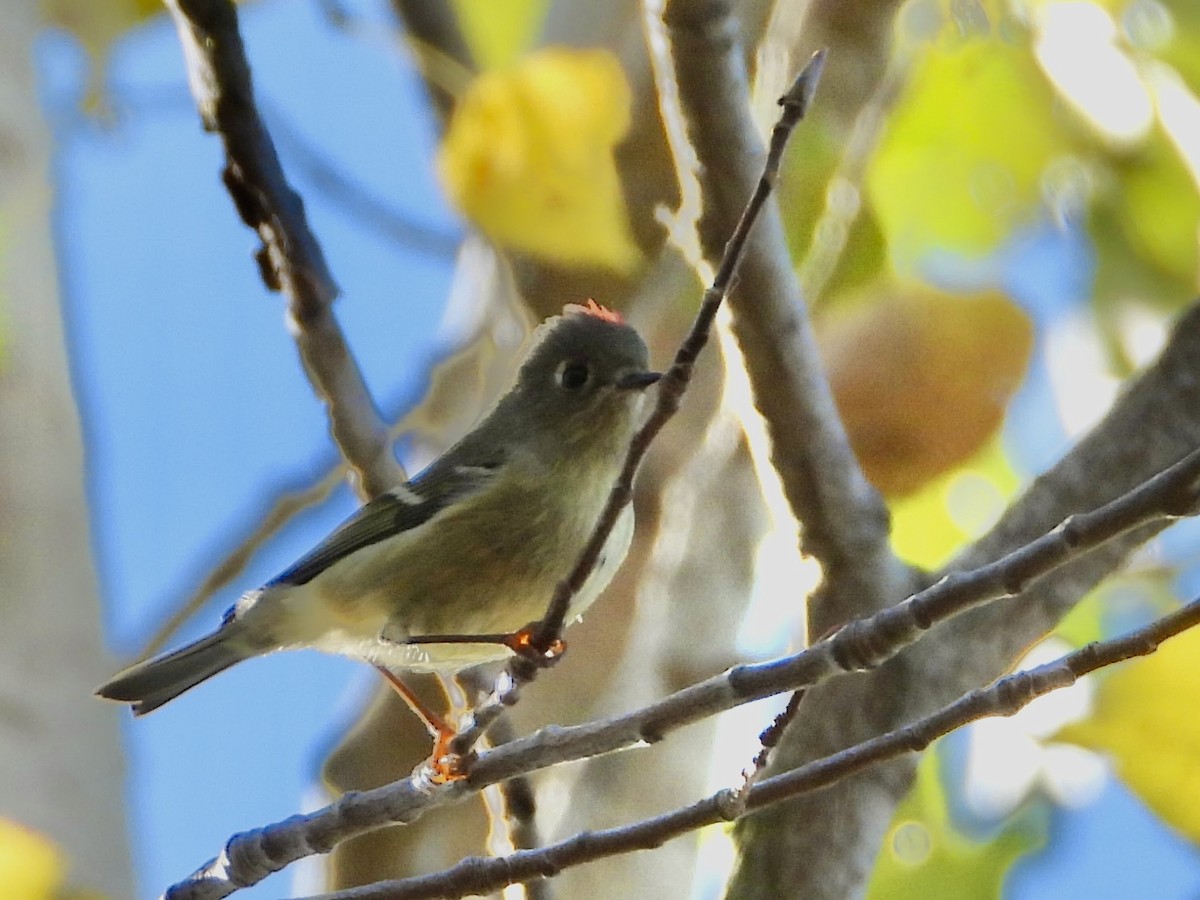 Ruby-crowned Kinglet - ML643452138