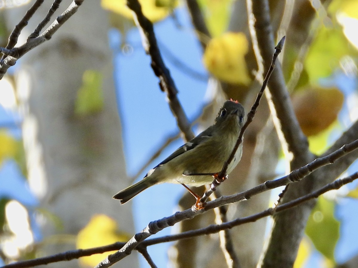 Ruby-crowned Kinglet - ML643452139
