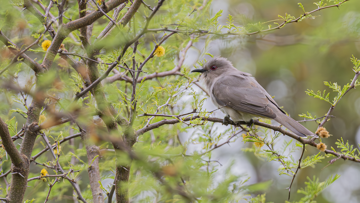 Ash-colored Cuckoo - ML643452141