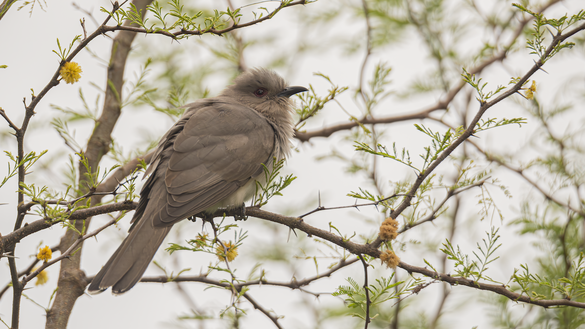 Ash-colored Cuckoo - ML643452142