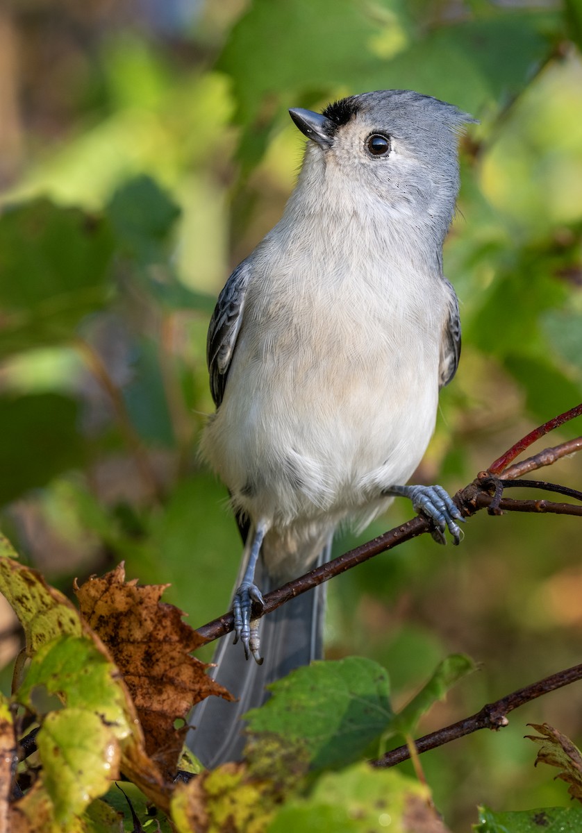 Herrerillo Bicolor - ML643452146