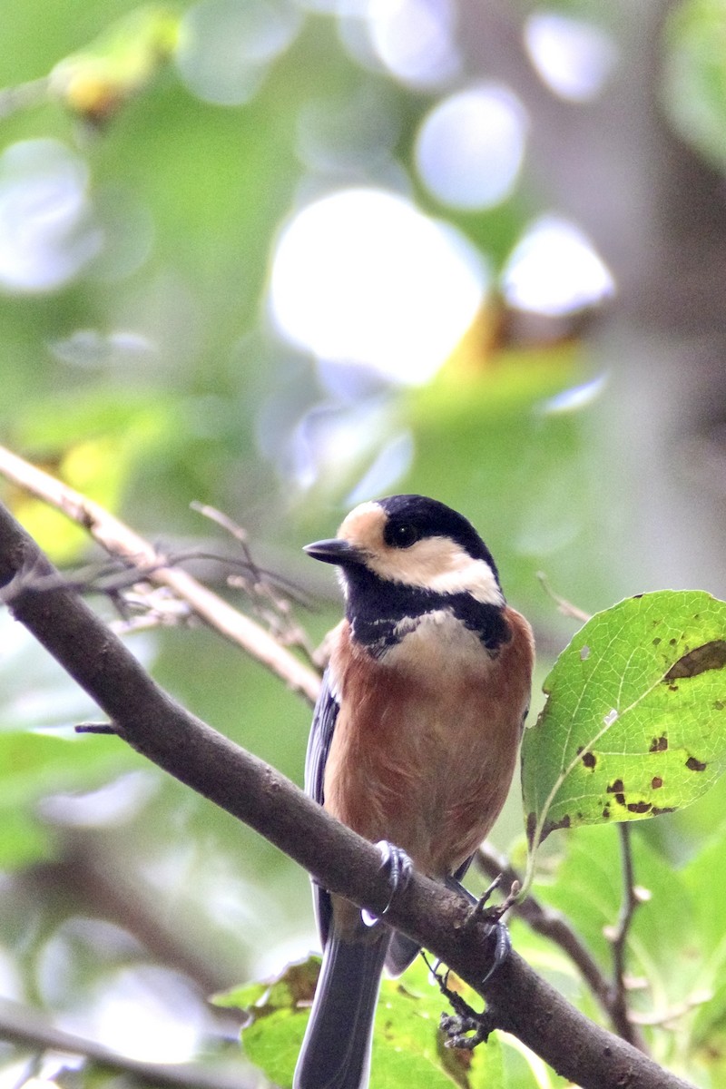 Varied Tit - ML643452147