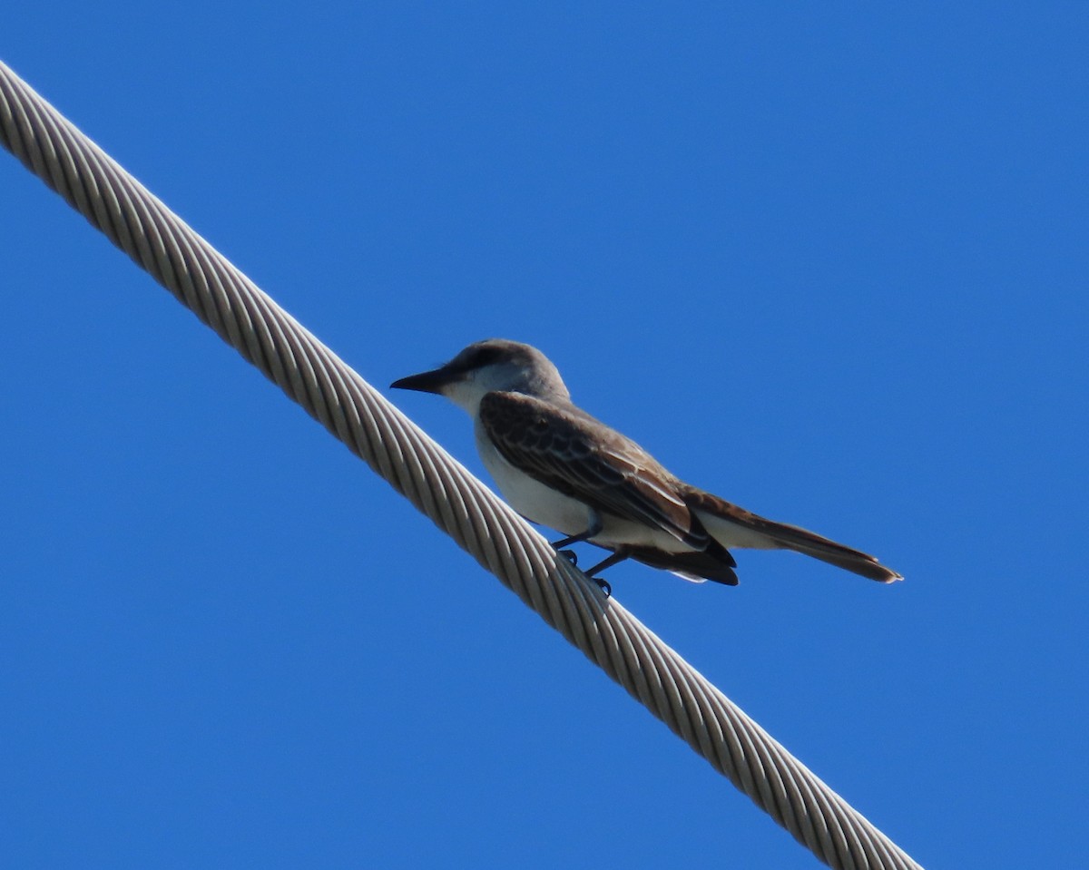 Gray Kingbird - ML643452149