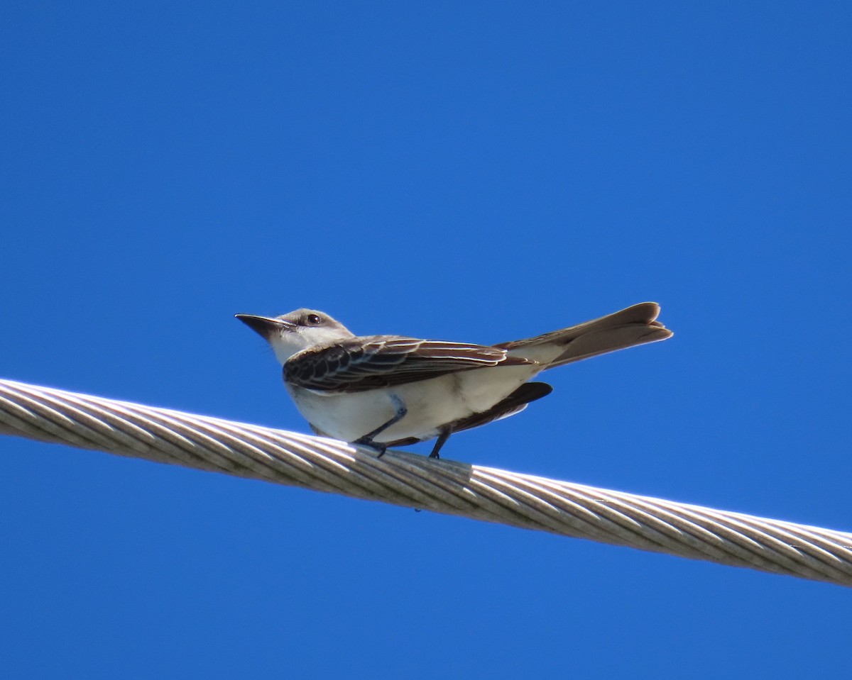 Gray Kingbird - ML643452150