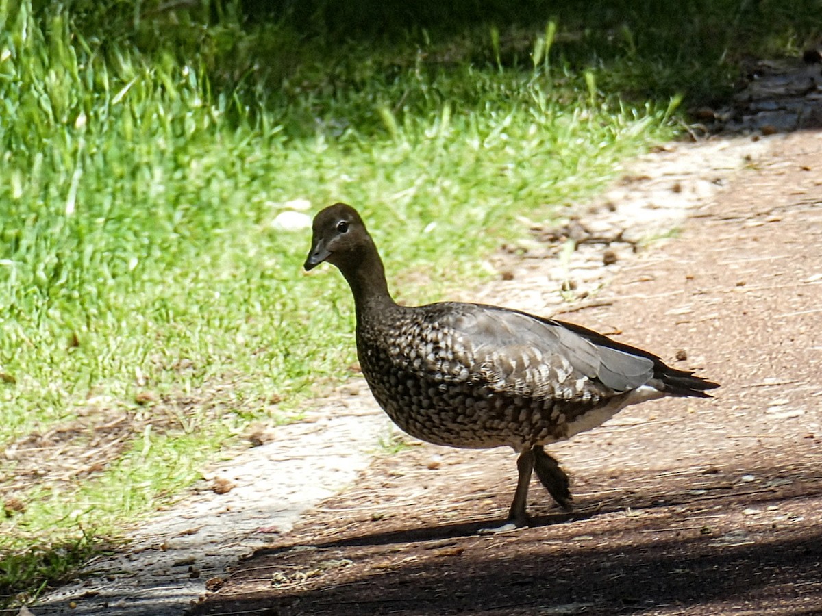 Maned Duck - ML643452157