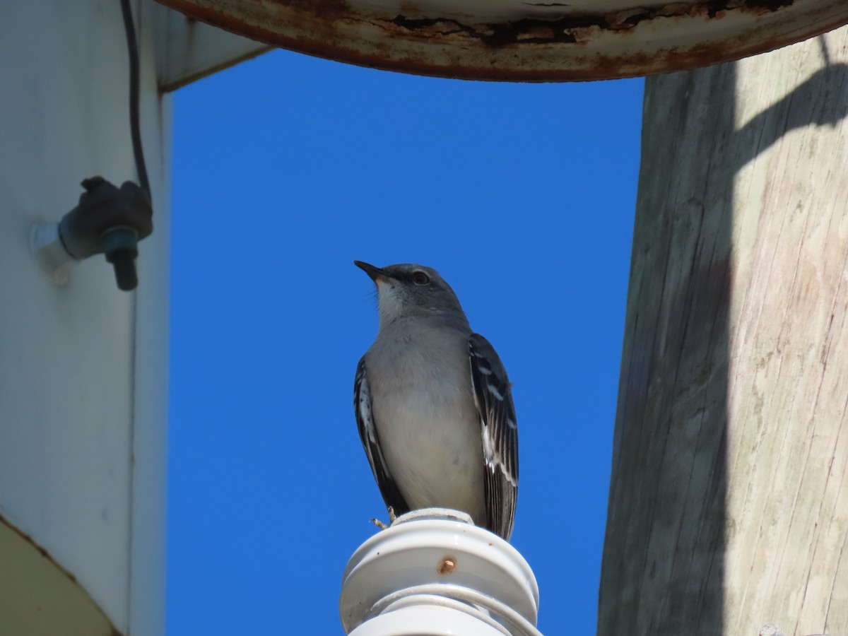 Northern Mockingbird - ML643452161
