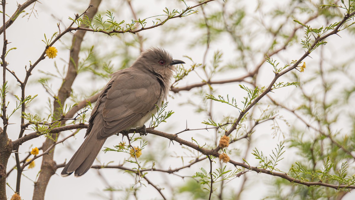 Ash-colored Cuckoo - ML643452162