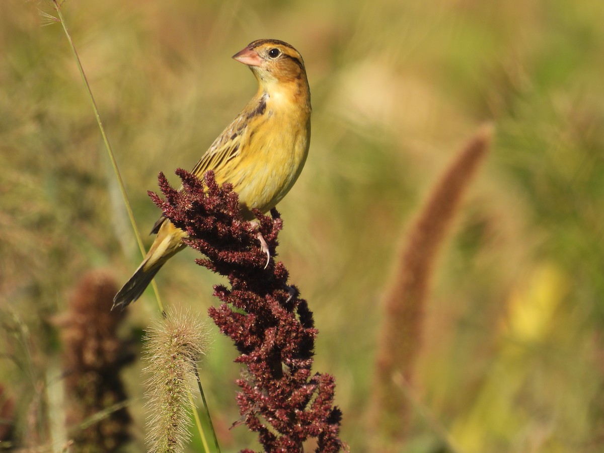 Bobolink - ML643452170