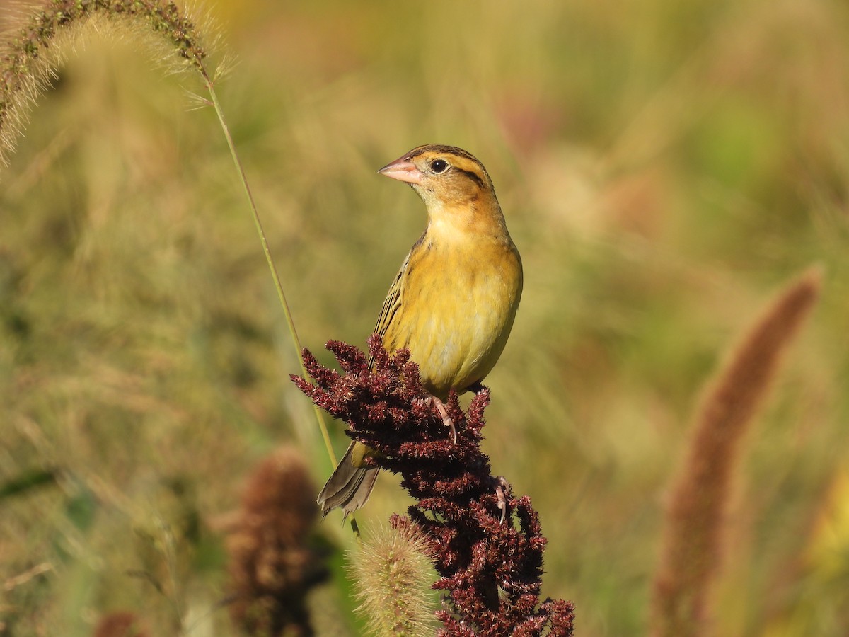 Bobolink - ML643452177